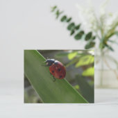 Ladybug op Leaf DIY Briefkaart (Staand voorkant)