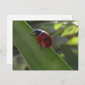Ladybug op Leaf DIY Briefkaart (Voorkant / Achterkant)