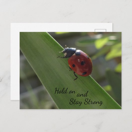 Ladybug op Leaf Hold on and Blijf Sterk Briefkaart (Voorkant / Achterkant)