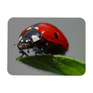 Ladybug op Leaf Magneet
