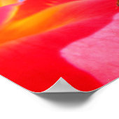 Ladybug op Poster Roos (Hoek)