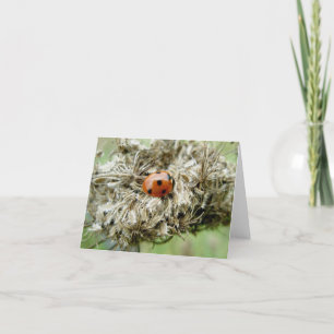 Ladybug op Queen Anne's Lace Note Card Feestdagen Kaart