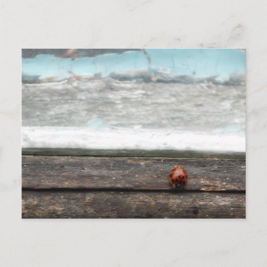 Ladybug op Rustic wood window Briefkaart (Voorkant)