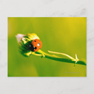 Ladybug op sprig briefkaart