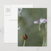 Ladybug op stoom briefkaart (Voorkant / Achterkant)