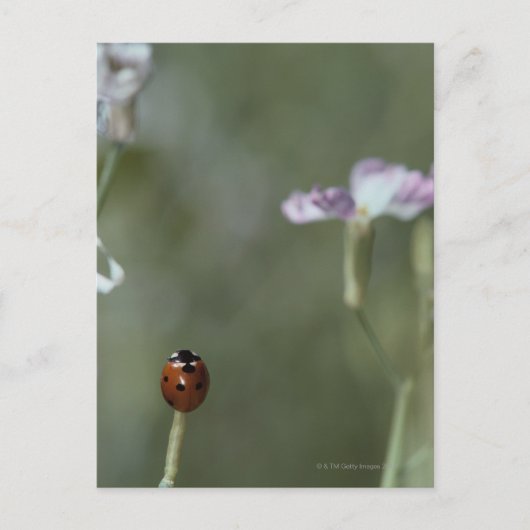 Ladybug op stoom briefkaart (Voorkant)