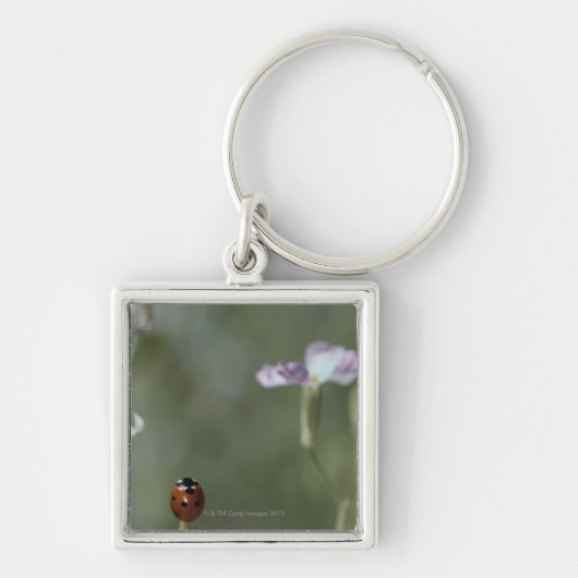 Ladybug op stoom sleutelhanger (Voorkant)