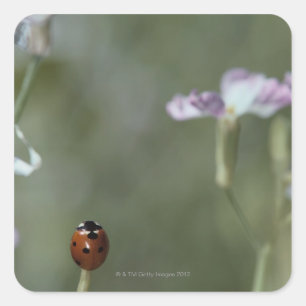 Ladybug op stoom vierkante sticker