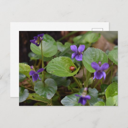 Ladybug op Sweet Violet Flowers Briefkaart (Voorkant / Achterkant)