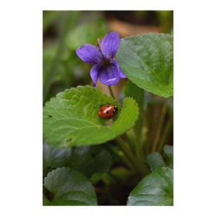 Ladybug op Sweet Violet Flowers Perfect Poster