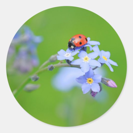 LadyBug op Vergeet-me-niet Ronde Sticker (Voorkant)