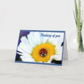Ladybug op White Daisy Kaart (Voorkant)