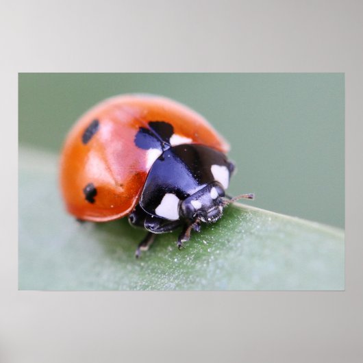 Ladybug Poster (Voorkant)