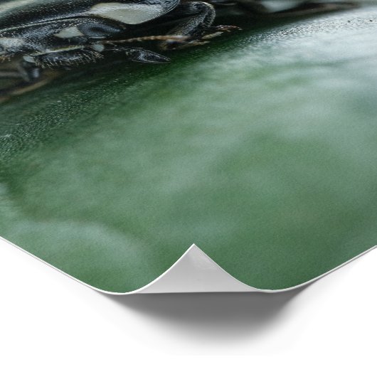 Ladybug Poster (Hoek)