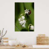 Ladybug Poster (Keuken)