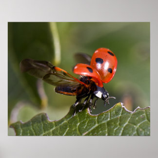 Ladybug Poster
