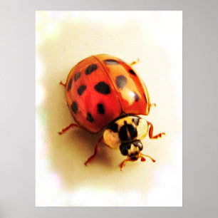 Ladybug-Poster Poster