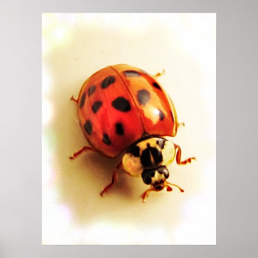 Ladybug-Poster Poster (Voorkant)