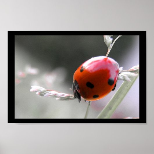 Ladybug-Poster Poster (Voorkant)