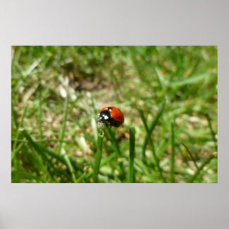 Ladybug-Poster Poster