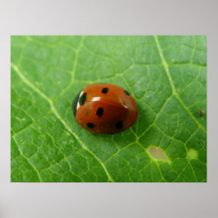 Ladybug-Poster Poster