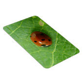Ladybug Premium Magnet (Côté Droit)