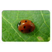 Ladybug Premium Magnet Magneet (Horizontaal)