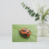 Ladybug Pupa agenda ~ Chubby Visitekaartje (Staand voorkant)
