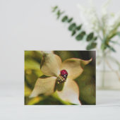 Ladybug Sur Carte Postale Photo Art numérique Fleu (Debout devant)