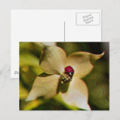 Ladybug Sur Carte Postale Photo Art numérique Fleu (Devant / Derrière)