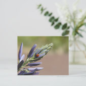 Ladybug sur do-it-yourself carte postale de fleurs (Debout devant)