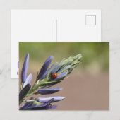 Ladybug sur do-it-yourself carte postale de fleurs (Devant / Derrière)