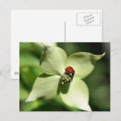 Ladybug sur Dogwood Flower Nature Carte Postale (Devant / Derrière)