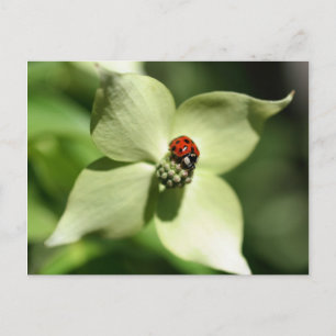 Ladybug sur Dogwood Flower Nature Carte Postale