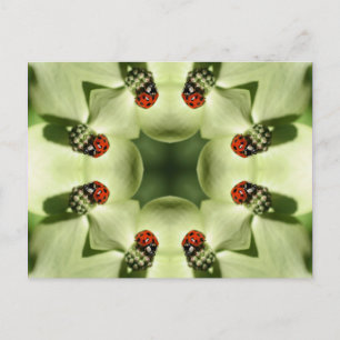 Ladybug Sur Flower Kaleidoscope Art Carte Postale