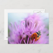 Ladybug sur la carte à fleurs violettes (Devant / Derrière)