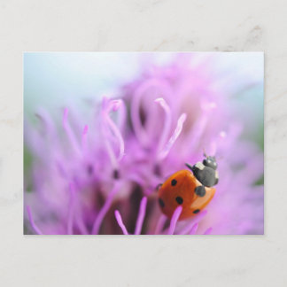 Ladybug sur la carte à fleurs violettes
