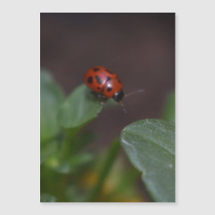 Ladybug sur la carte magnétique des fleurs