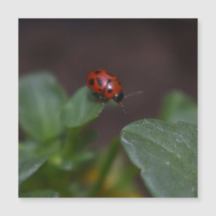 Ladybug sur la carte magnétique des fleurs