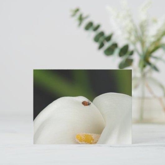 Ladybug sur la carte postale Calla Lily (Debout devant)