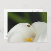 Ladybug sur la carte postale Calla Lily (Devant / Derrière)