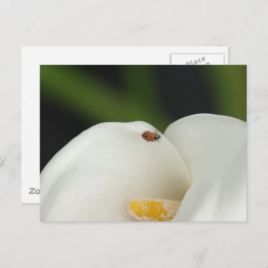 Ladybug sur la carte postale Calla Lily (Devant / Derrière)