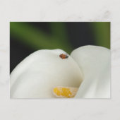 Ladybug sur la carte postale Calla Lily (Devant)