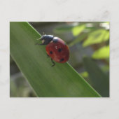 Ladybug sur la carte postale do-it-yourself feuill (Devant)