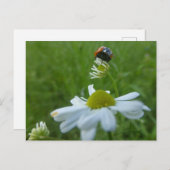 Ladybug sur la carte postale do-it-yourself Fleur  (Devant / Derrière)
