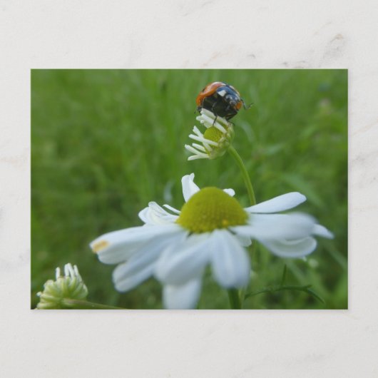 Ladybug sur la carte postale do-it-yourself Fleur  (Devant)