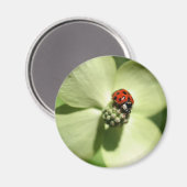 Ladybug Sur Le Dogwood Flower Magnet Nature (Recto/Verso)