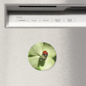 Ladybug Sur Le Dogwood Flower Magnet Nature (In Situ (Lave-vaisselle))