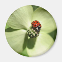 Ladybug Sur Le Dogwood Flower Magnet Nature