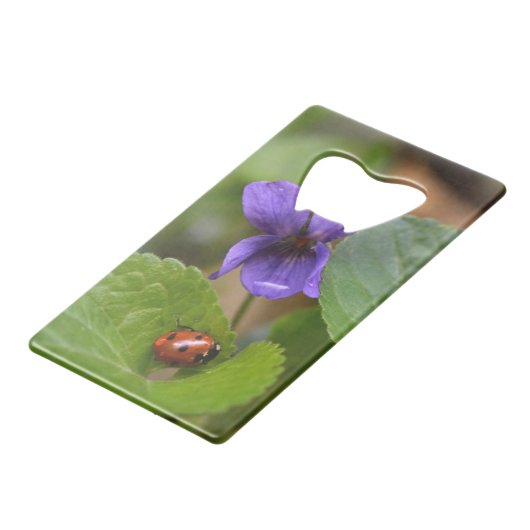 Ladybug sur les fleurs de violet doux (Dos Angle)